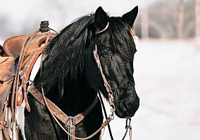 Draft (Percheron, Belgian, Clydesdale, Shire)