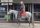 Quarter Horse - Horse for Sale in Sandston, VA 40501