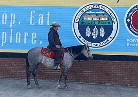 Quarter Horse (Quarter Horse, Mare) in Sandston, VA