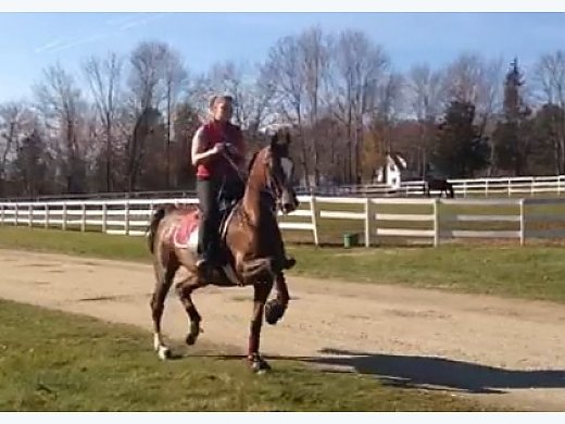 Game, 3 Gaited, Fully Equitated ASB Mare
