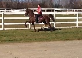 Game (Saddlebred, Mare) in Rye, NH