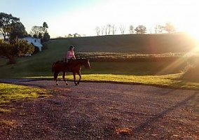 Quarter Horse (Quarter Horse, Mare) in Altoona, PA