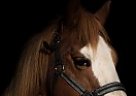 Horse for Sale Ace
