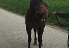 Quarter Horse Mare for Sale in Bellville, Ohio Penny