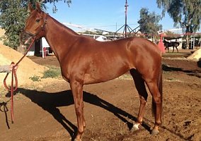 Thoroughbred (Thoroughbred) in Phoenix, AZ