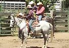 Quarter Horse Gelding for Sale in Orland, California Quarter Horse Gelding for Sale in Orland, California