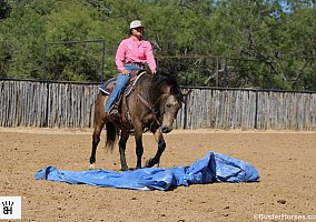 Quarter Horse (Quarter Horse, Gelding) in Louisville, KY