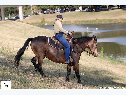 Ranch/Trail Ready Buckskin