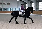 Friesian Gelding for Sale in Spotsylvania, Virginia Friesian Gelding for Sale in Spotsylvania, Virginia