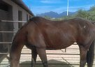 Thoroughbred - Horse for Sale in Tucson, AZ 85705