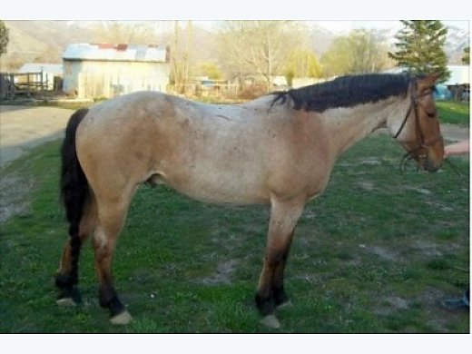 12 Y/O Eventing Gelding, QH, Bay Roan, 14.3HH.