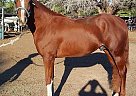 Quarter Horse - Horse for Sale in Burnet, TX 