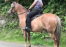 Welsh Pony Gelding for Sale in Jericho, Vermont Foxy