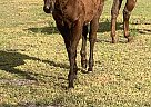 TBD - Stallion in New Smyrna Beach, FL TBD - Stallion in New Smyrna Beach, FL