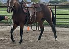 Brandy - Mare in Grand Junction, CO Brandy - Mare in Grand Junction, CO