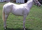 Great Youth, Amateur, Or 4-H Paint Mare