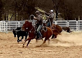 Quarter Horse (Quarter Horse, Gelding) in Grapeland, TX