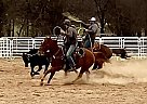 Quarter Horse - Horse for Sale in Grapeland, TX 75844