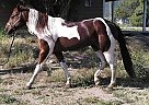 Paint Stallion for Sale in Victorville, California Paint Stallion for Sale in Victorville, California