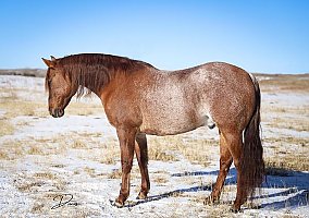 Quarter Horse (Quarter Horse, Gelding) in Thedford, NE