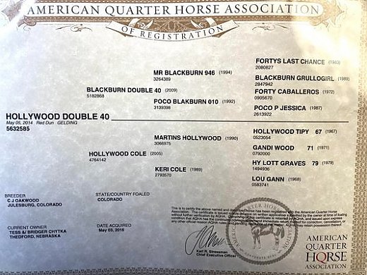 AQHA Red Dun Roan Gelding