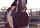 Cochise - Gelding in Berthoud, CO Cochise - Gelding in Berthoud, CO