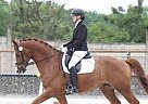 - Horse for Sale in Brno, 62300 - Horse for Sale in Brno, 62300