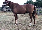 Quarter Horse Gelding for Sale in Huntsville, Texas Clyde