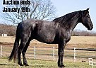 Draft - Horse for Sale in Mountain Grove, MO 40501