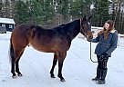 Nibbs - Gelding in EdenValley, ON Nibbs - Gelding in EdenValley, ON