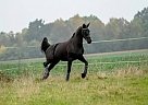Hanoverian - Horse for Sale in Brno,  62300