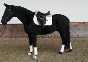 Hanoverian (Hanoverian, 17 yrs)