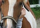 Pony - Horse for Sale in Palmer, MA Pony - Horse for Sale in Palmer, MA