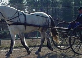 Draft (Percheron, Belgian, Clydesdale, Shire) (Draft (Percheron, Belgian, Clydesdale, Shire), Stallion) in Lexington, SC