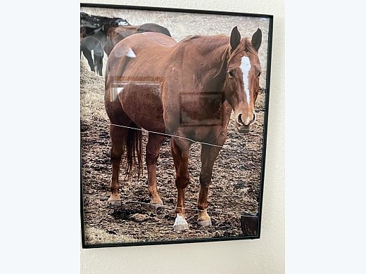 Gorgeous AQHA Gelding