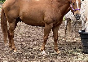 Quarter Horse (Quarter Horse, Gelding) in Winchester, WI