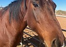 Quarter Horse - Horse for Sale in Marana, AZ 85653