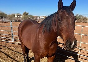 Quarter Horse (Quarter Horse, Gelding) in Marana, AZ