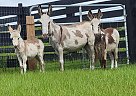 Miniature - Horse for Sale in De Leon Springs, FL 32130 Miniature - Horse for Sale in De Leon Springs, FL 32130