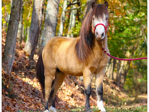 Miniature Horse Stallion Service