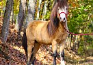 Miniature - Horse for Sale in Dryden, VA 24243