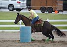 Paint Mare FOR Sale Paint Mare