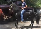 Paso Fino - Horse for Sale in Fort Myers, FL 33901 Paso Fino - Horse for Sale in Fort Myers, FL 33901