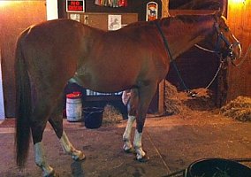 Thoroughbred (Thoroughbred, Stallion) in Palmer, MA