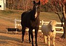 Quarter Horse - Horse for Sale in Weaverville, NC 28787
