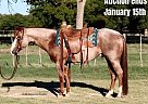 Quarter Horse - Horse for Sale in Milsap, TX 40501