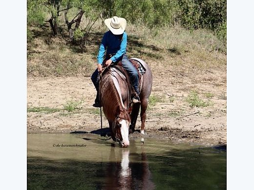 Red Roan APHA Gelding