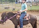 Shetland Pony - Horse for Sale in Franklin, NC 28734 Shetland Pony - Horse for Sale in Franklin, NC 28734