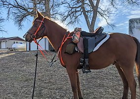 Arabian