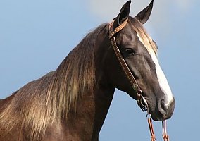 Rocky Mountain (Rocky Mountain, Gelding) in Whitley City, KY
